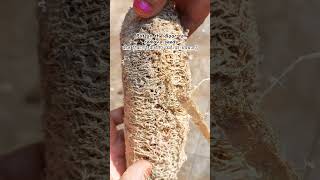 How to make loofah sponge with gourd at homeshorts ashortaday naturalloofah sustainableliving [upl. by Alpers415]