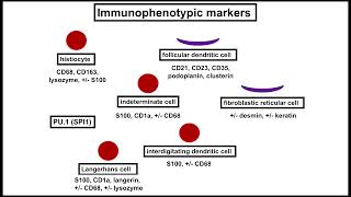 Histiocytic and Dendritic Cell Tumors An Update by Jason L Hornick MD PhD [upl. by Lanod]