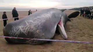 Whale explodes on tourist [upl. by Heisser]