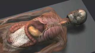 The Mummification Process [upl. by Inus]