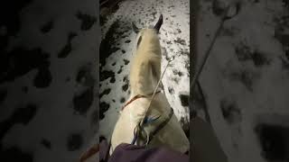 AW RIDING BAREBACK IN THE SNOW It was soo fun 🤍🎄🎅horse christmas equestrian [upl. by Augustine879]