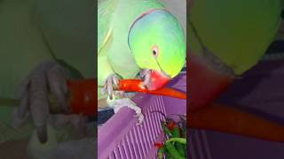 Eating chilli parrot 🦜birds cutebird cuteparrot [upl. by Akkire]