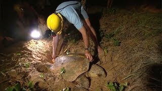 Turtles Back To Queensland For Breeding Season [upl. by Chappell]