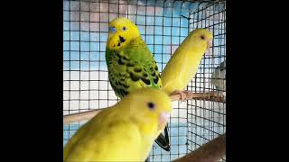 Beautiful Yellow and Green Budgies BudgerigarsParakeets Budgie Birds [upl. by Adilem]