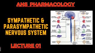 ANS Pharmacology  PSNS Vs SNS  Lecture 1  By Muneeb ur Rehaman [upl. by Amathist]