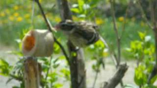 oiseaux différents dans les mangeoires Québec [upl. by Mil]