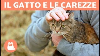 Dove accarezzare un gatto  LE SUE ZONE PREFERITE [upl. by Sitoeht]