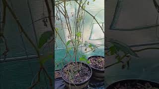 Tomato Plant garden food plants [upl. by Yrrep]