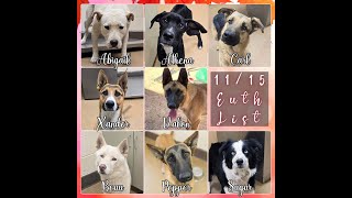 11 15 2024 Deadly High Kill Apple Valley Animal Shelter 15 kill listed pls help [upl. by Botti]