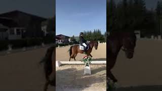 International Dressage Pony for sale Coolman WE [upl. by Asikal]