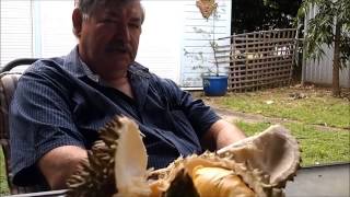 Australian Durian Farmer Alan Zappala on Durio Macrantha and Cyclones [upl. by Gahan]