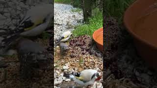 Goldfinches in bird aviary [upl. by Tai357]