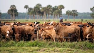 ChurchAffiliated Ranch Balances Agriculture and Conservation in Central Florida [upl. by Lukasz]