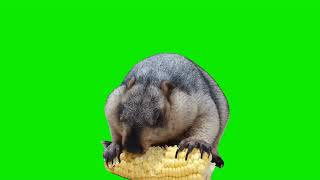 Marmot Eats Corn Meme Green Screen [upl. by Enilrac]