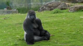 Ambam The Western Lowland Gorilla Cleaning his feet  Port Lympne Wild Animal Park  2010 Gorilla [upl. by Gorga]