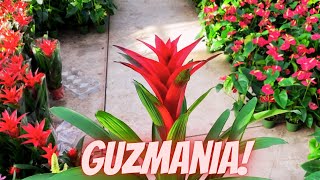 Guzmania BROMELIAD Care Tips How Do You Care For A Guzmania Plant [upl. by Caughey221]