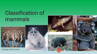 General characters and classification of Mammals [upl. by Eleumas]