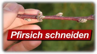 Pfirsichbaum schneiden  2 Jahre nach Profi Schnitt von schreiberbaum [upl. by Khalin]