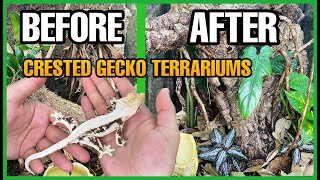 I UPGRADED MY CRESTED GECKO ENCLOSURES Crested Gecko Terrarium Setup [upl. by Mossberg]