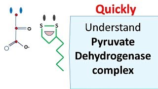 Pyruvate dehydrogenase complex [upl. by Nayra]