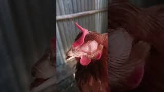 the poultry resparatory cronic diseases [upl. by Anirehc]