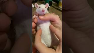 Крыса Бобер Грызуны крыса rat animals humor [upl. by Bartlett]