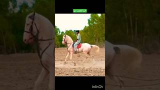 Kaya Dil ny kahaNaza bazi in pakistan song bollywood sportshorse horsebeauty horselover horse [upl. by Moreta]