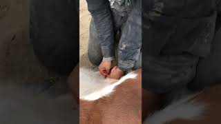 Castrating Young Bulls A Guide to the Procedure [upl. by Kile]