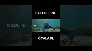 Discover Salt Springs Hidden Gem in Ocala Florida Shorts [upl. by Nirad]