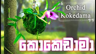 Kokedama Sinhala  කොකෙඩාමා ගෙදරම හදමු  How to Make Kokedama  Home  DAS Video [upl. by Teyugn313]