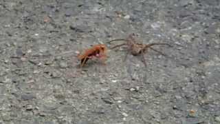 Huntsman vs Spider wasp [upl. by Odo]