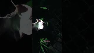 My garden largest flower 🌺💮🌼🌸video flower short [upl. by Annaujat]