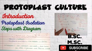 Protoplast culture Procedure Application of Protoplast Culture What is Protoplast Culture [upl. by Leid498]