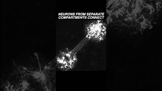 Neurons in two different compartments extend their neurites amp establish a connection neuroscience [upl. by Aphrodite]