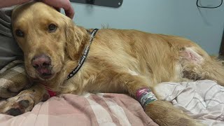 Video Golden retriever rescued after fall from cliff [upl. by Middlesworth]