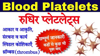 रुधिर प्लेटलेट्स  Blood platelets in hindi  platelets  rudhir platelets  thrombocytes function [upl. by Saturday]