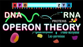 Lac Operon  Gene regulation  Operon Theory  Biology [upl. by Aerdno747]