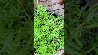 Tips for Growing Lavender 🌿✨  Easy Steps for a Thriving Plant [upl. by Dnilazor802]