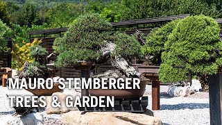 Mauro Stembergers bonsai trees amp garden [upl. by Yoshio490]