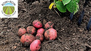 USE THIS FERTILIZATION SCHEDULE FOR A MASSIVE POTATO HARVEST [upl. by Saiff]