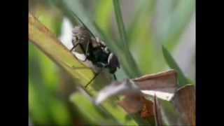 Mosca da Berne  Botfly [upl. by Weider981]