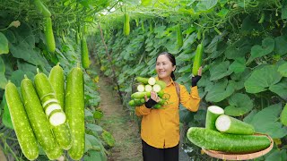 Harvest Lagenaria Siceraria goes to the market sell  Vegetarian meal alone  Emma Daily Life [upl. by Berti]