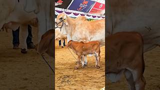 Adorable baby bull walks alongside his mother in the show ring at Beef Expo Suphanburi 2023 [upl. by Sylirama]