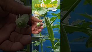 GROWING OKRA PLANT FROM SEED TO HARVEST shorts [upl. by Etem]