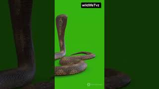 Meet the Rinkhals Snake The Spitting Cobrawildlife life facts animals nature snake cobra [upl. by Marco]