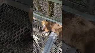 Coatí sufre el extremo calor en las Cataratas del Iguazú [upl. by Hose317]