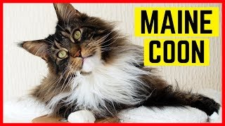 MAINE COON  Charakter und Besonderheiten [upl. by Belita]