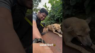 Female Dog kokan konkan ratnagiri youtube shorts explore youtubeshorts dog funny [upl. by Grondin]