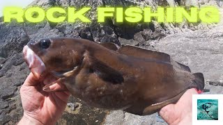 Rock fishing croatia Big Forkbeard Tabinja fishing rockfishing [upl. by Fortuna]