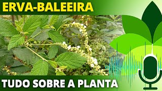 PARA QUE SERVE ERVABALEEIRA  Ervas e Plantas medicinais [upl. by Ak]